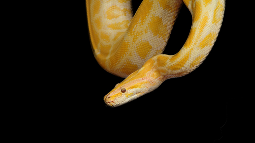 Un serpent découvert dans un canapé tout neuf (Photo)